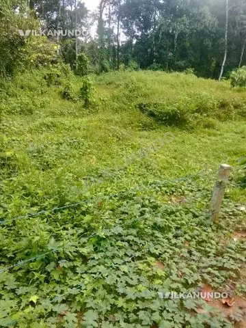 മല്ലപ്പള്ളി -പുന്നവേലി -മുളയംവേലി -തെങ്ങുംപ്പള്ളിക്ക് സമീപം.... വീടുവെക്കാനും -plottayum- 40 cent.