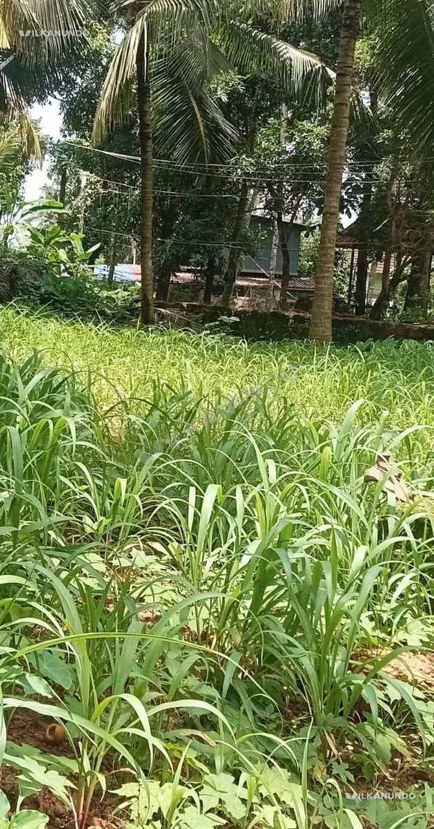 KOZHIKODE MEDICAL COLLAGE19 CENT HOUSE OR APPARTMENT PLOT