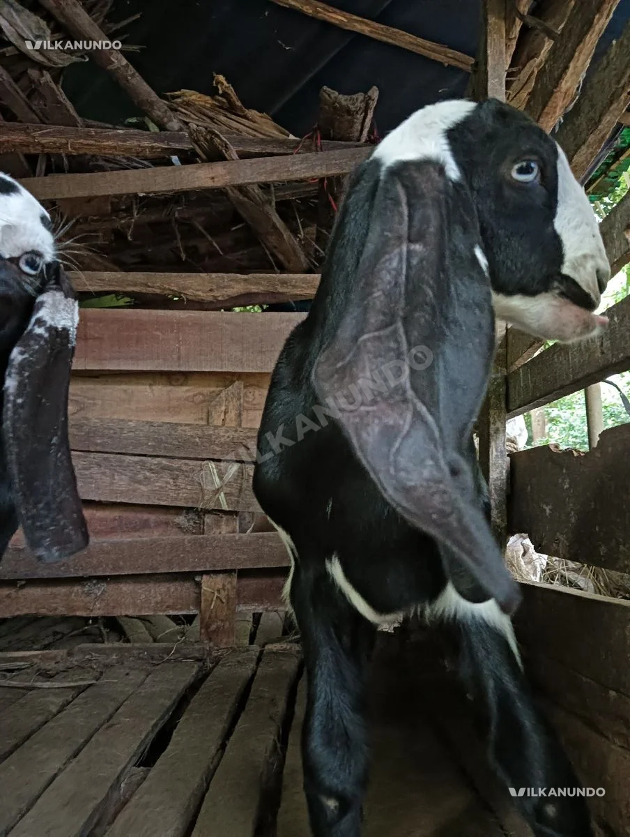 ഒരു തള്ളാട് രണ്ട് കുഞ്ഞുങ്ങൾ വിൽപ്പനക്കി...🐐