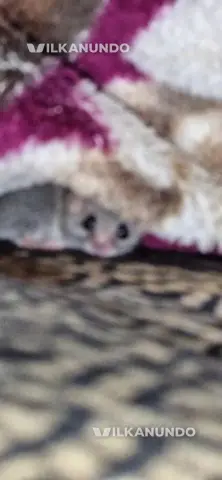 micro squrel