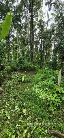 15 cent plot for sale at sulthan bathery