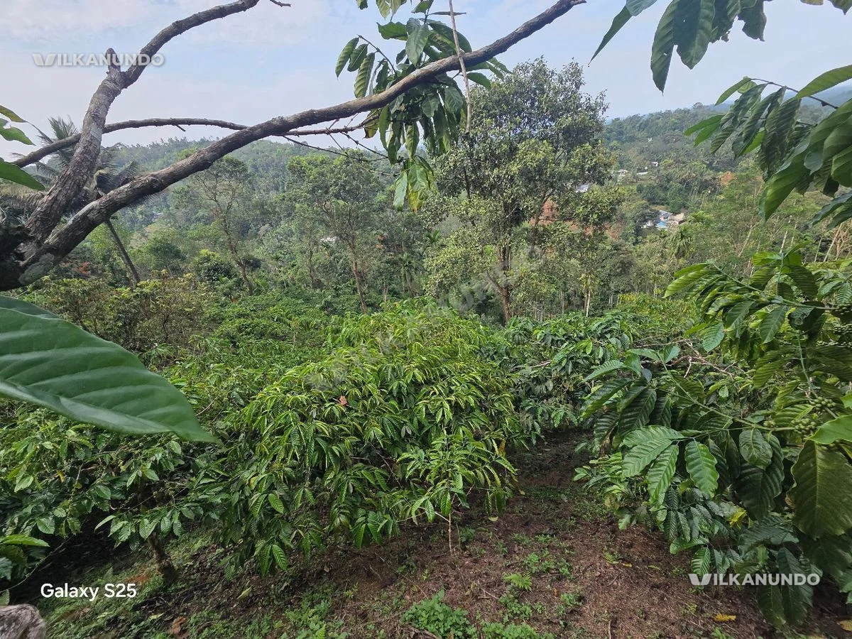 plot for sale in wayanad