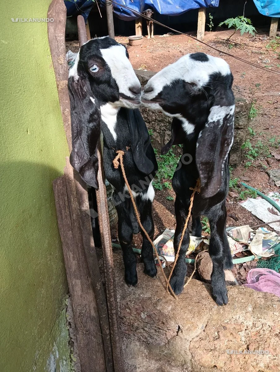 *രണ്ട് ആട്ടിൻ കുട്ടികൾ വില്പനയ്ക്ക്*