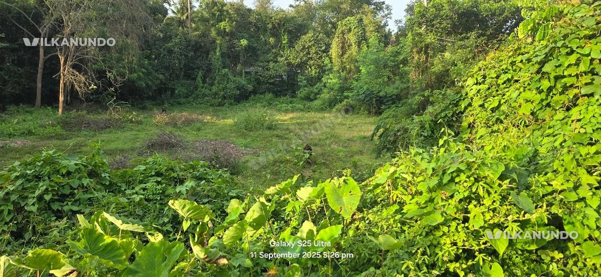 51 സെൻ്റ് പറമ്പ്