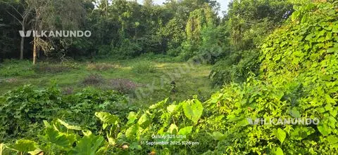 51 സെൻ്റ് പറമ്പ്