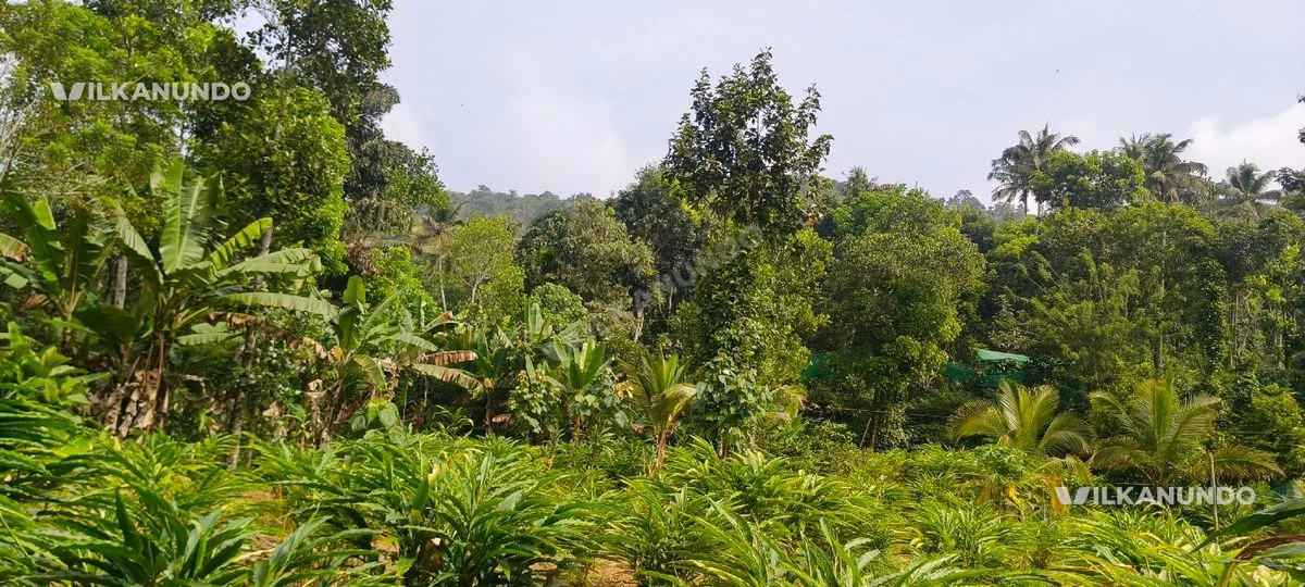 cardomom plantation for rent