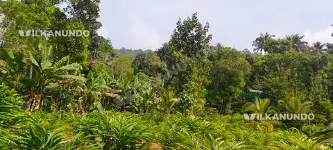 cardomom plantation for rent