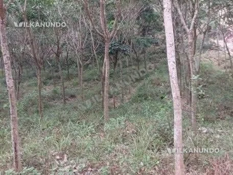 1.60 Acer Land for sale near Maneed , Ernakulam dist.