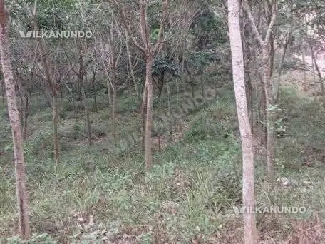 1.60 Acer  Land for sale near  Maneed , Ernakulam  dist.