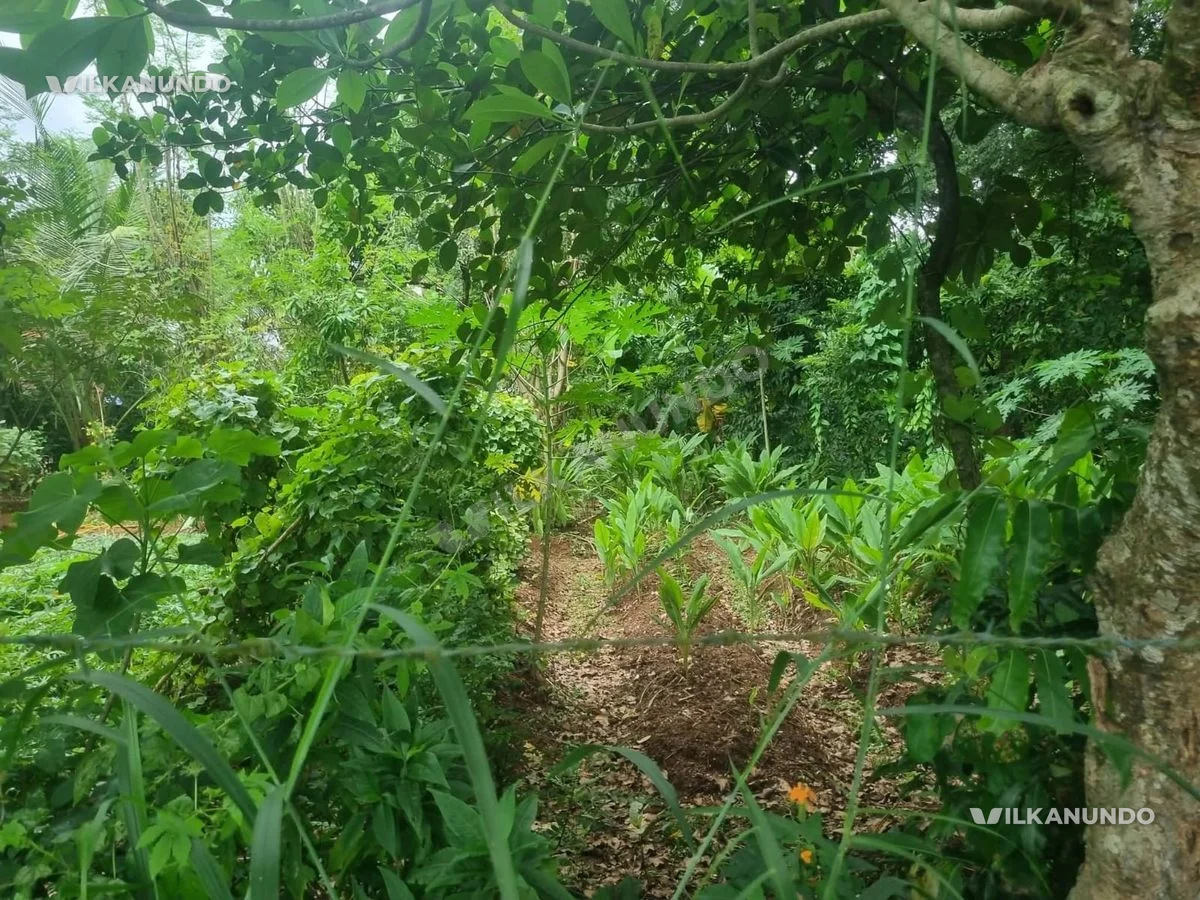16 cent house plot for sale at shanthauram , pattikkad, almost near chungam