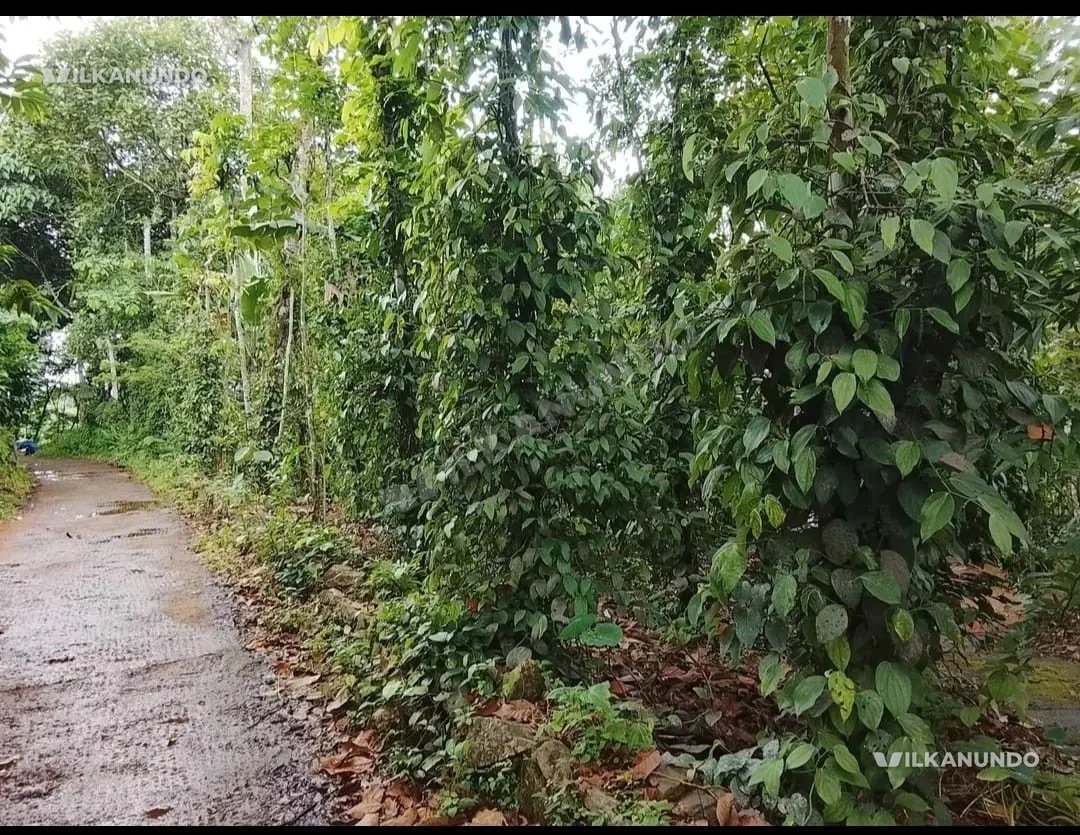 In Manimala, Kottayam district, 81 cents of land, house, for sale