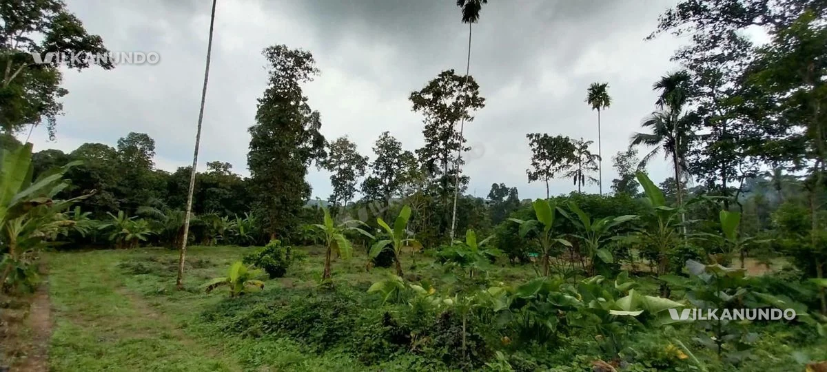 കോട്ടയം പാലാ പൈക എലിക്കുളം അടുത്ത് 84 സെന്റ് സ്ഥലം വിൽപ്പനക്ക്