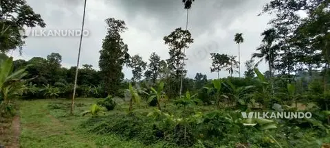 കോട്ടയം പാലാ പൈക എലിക്കുളം അടുത്ത് 84 സെന്റ് സ്ഥലം വിൽപ്പനക്ക്