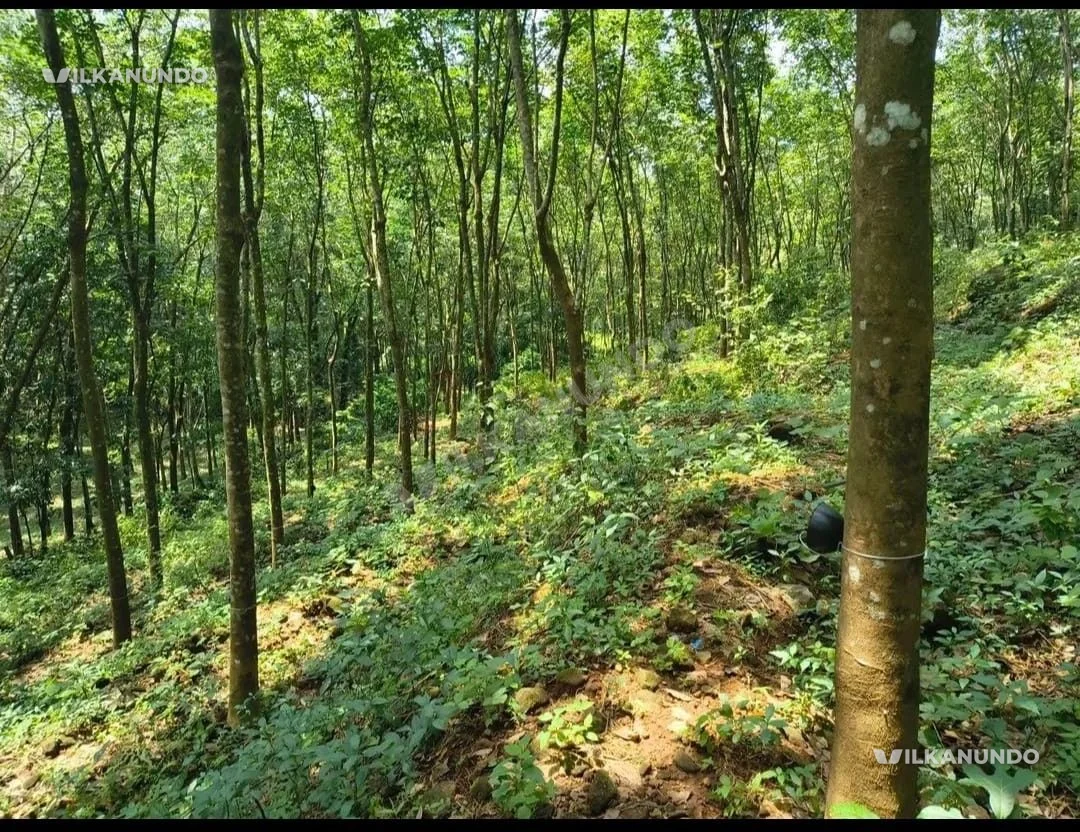 4 acre rubber estate. Panchayat road frontage. for sale