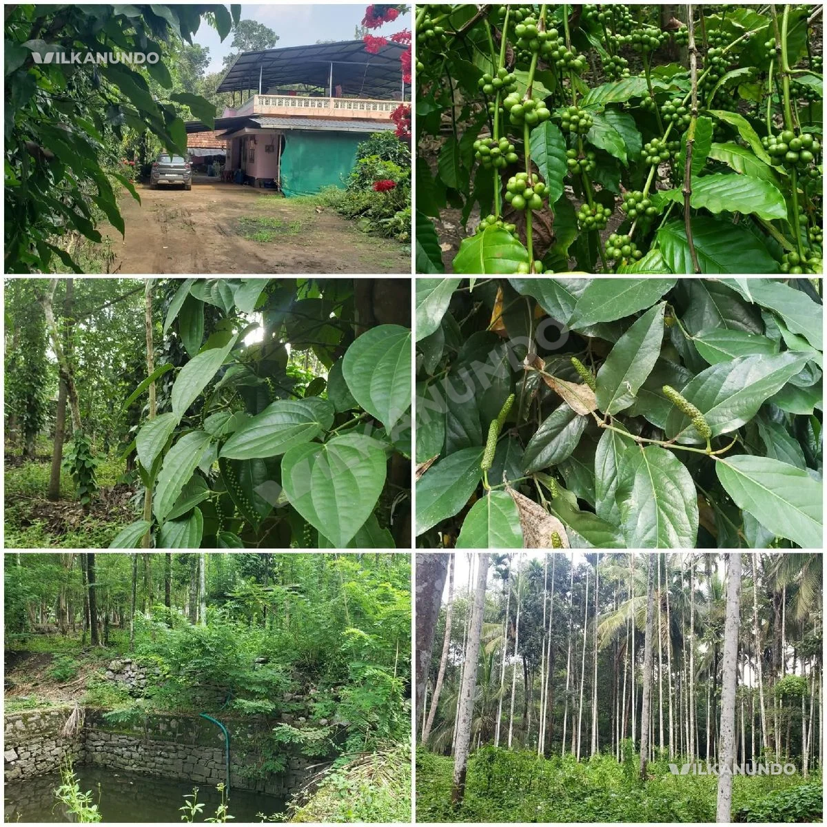 വയനാട്, മുള്ളൻകൊല്ലി പഞ്ചായത്തിൽ 5 ഏക്കർ തോട്ടവും 4 ബെഡ്റൂം വീടും വില്പനയ്ക്ക്..