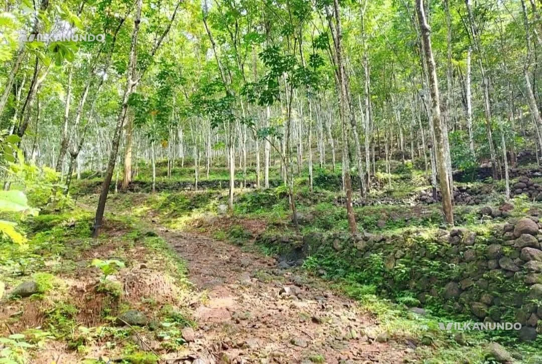 പത്തനംതിട്ട ജില്ല വടശ്ശേരിക്കര മുക്കുഴിവസ്തു റബർ തോട്ടം വിൽപനക്ക്