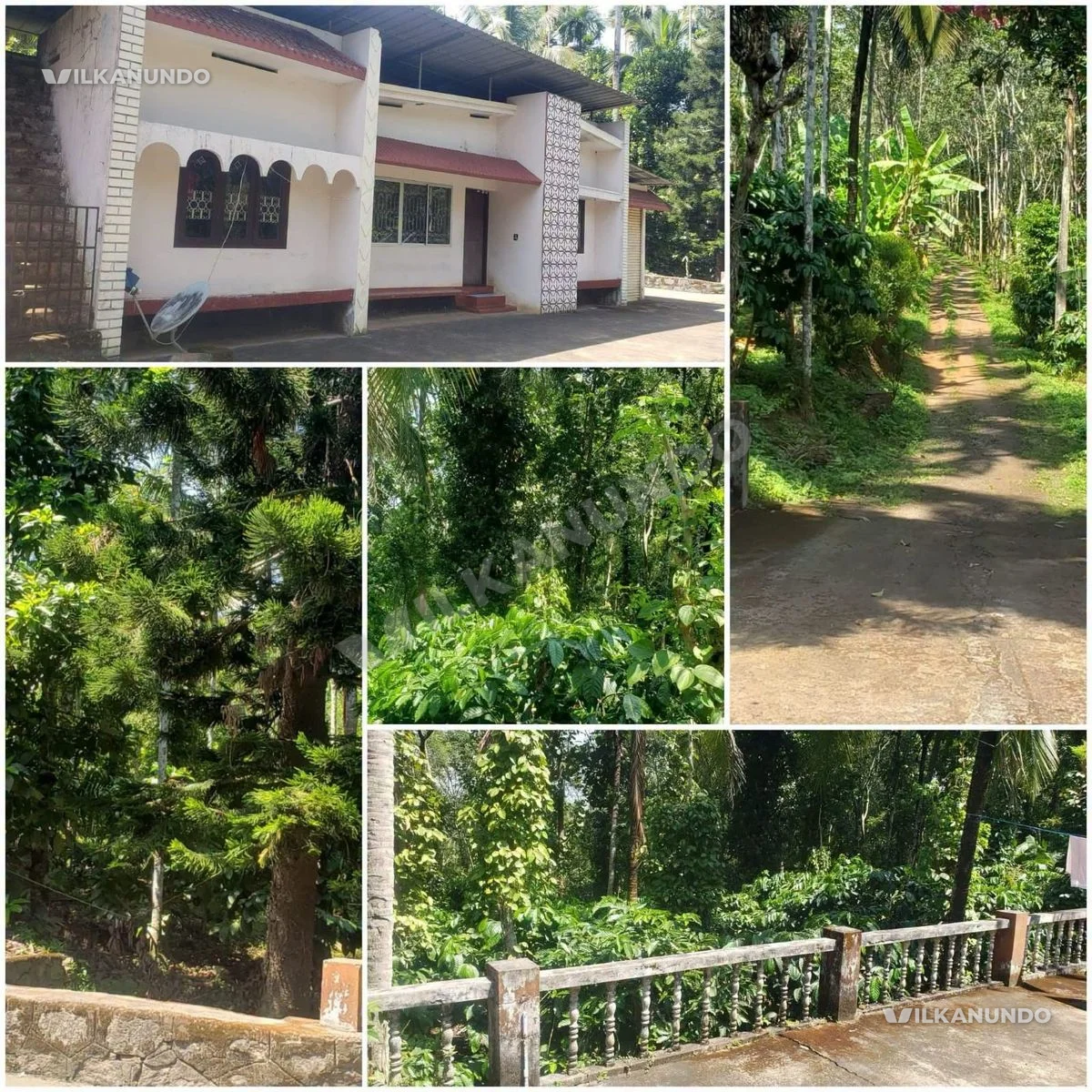വയനാട്, പെരിക്കല്ലൂർ ഭാഗത്ത് കാപ്പി, കുരുമുളക്, തെങ്ങ്,കമുക് 2ഏക്കർ 60 സെന്റ് സ്ഥലവും കോൺക്രീറ്റ് വീടും വില്പനയ്ക്ക്.