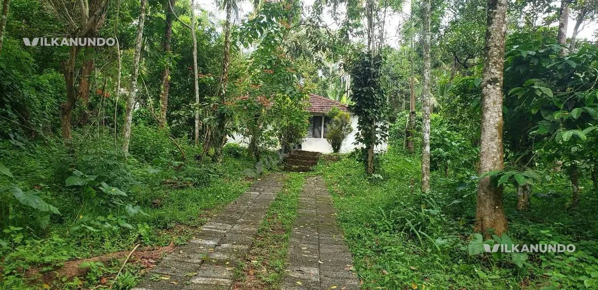 വയനാട്, പുൽപള്ളി - നടവയൽ റൂട്ടിൽ താഴെയങ്ങാടിയിൽ നിന്ന് 1.5 km ദൂരത്തിൽ ബസ് റൂട്ട് ജംഗ്ഷനിൽ 32 സെന്റ് സ്ഥലം വില്പനയ്ക്ക്