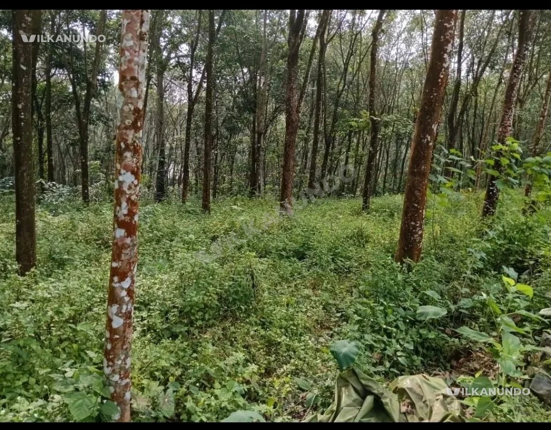 എറണാകുളം ജില്ലയിൽ പാമ്പാക്കുടയ്ക്ക് സമീപം ഒരേക്കർ 30 സെന്റ് ടാപ്പിംഗ് ചെയ്യാറായ റബ്ബർ തോട്ടം വിൽപ്പനയ്ക്ക്.