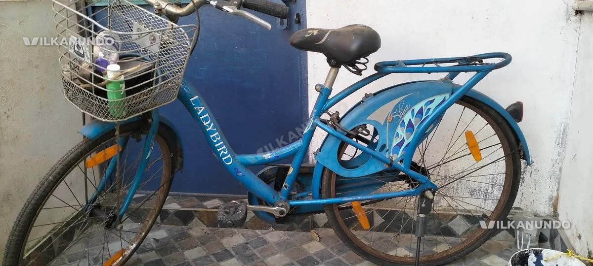 Ladybird Cycle